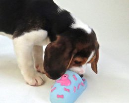 Patch at 8 weeks old - December 10th 2014