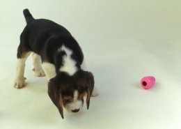 Patch at 8 weeks old - December 10th 2014