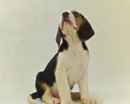 Patch at 8 weeks old - December 10th 2014