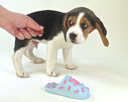 Patch at 8 weeks old - December 10th 2014