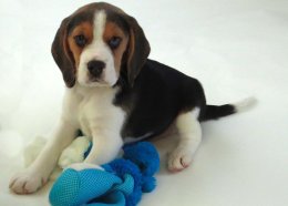 Patch at 8 weeks old - December 10th 2014