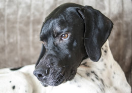 Samson for Lois