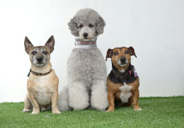 Tia and friends!