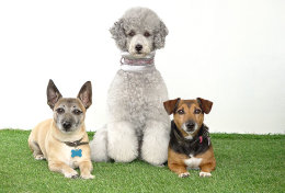 Tia and friends!
