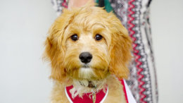 Bertie