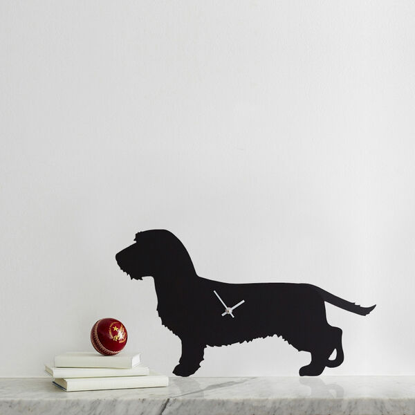 Wire Haired Dachshund