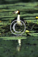 Great Crested Grebe on the Nest