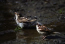 House Sparrows
