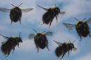 Bumblebees in flight. (multi layered image).