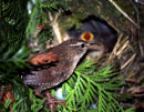 Wren at the nest