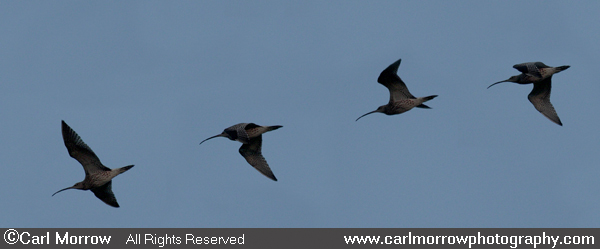 Curlews in flight