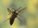 German Wasp in mid flight.