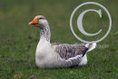 Greylag Goose