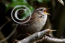 Wren in full song