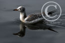 Juvenile Black Headed Gull