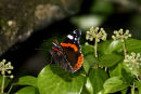 Red Admiral Butterfly