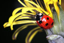 Seven Spot Ladybird