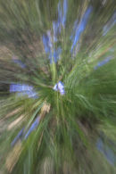 Bluebell Explosion