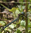 Hairy Dragonfly