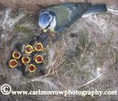 Male Blue Tit tending seven hungry chicks.