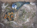 Blue Tit feeding chicks.