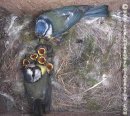 Blue Tit Parents tending to their chicks.