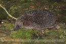 Hedgehog