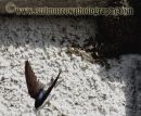 House Martin leaving the nest.