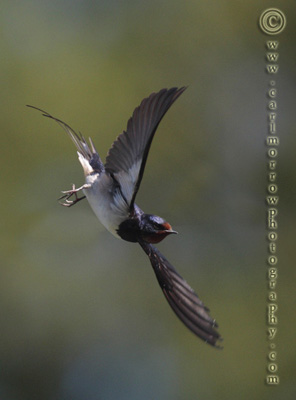 Swallow in flight