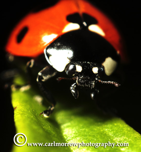 Seven Spot Ladybird (Autumn 2011)