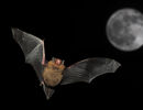 Pipistrelle Bat