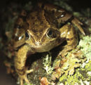 European Frog