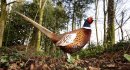 Ring Necked Pheasant