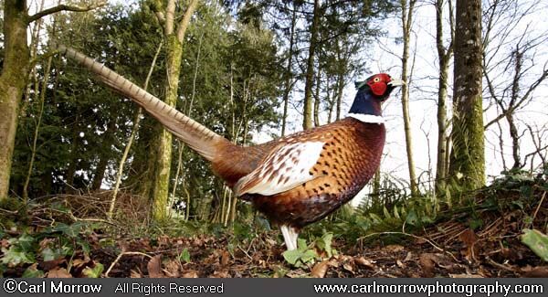 Ring Necked Pheasant