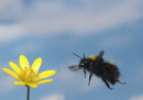 Bumblebee in mid flight.