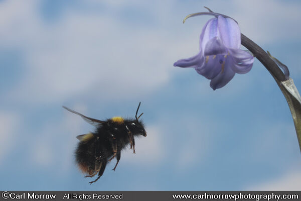 Bumblebee in mid flight.