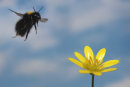 Bumblebee in mid flight.