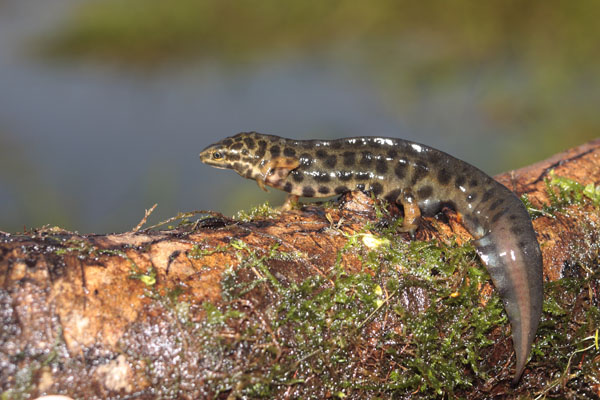 Male Smooth Newt on his way to a breeding pond.