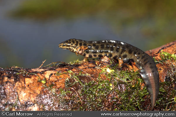 Male Smooth Newt on his way to a breeding pond.