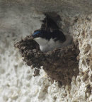 House Martin on the nest.