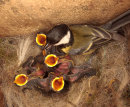 Great Tit feeding chicks