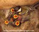 Great Tit feeding chicks.
