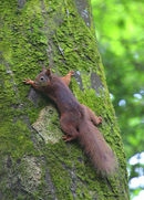 Red Squirrel