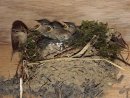 Wren feeding chicks at the nest.
