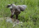 Buzzard feeding on a kill.