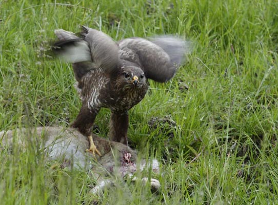 Buzzard feeding on a kill.