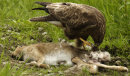 Common Buzzard on a kill