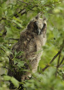 Long Eared Owl Chick