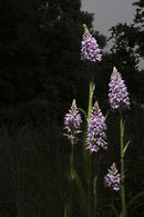Common Spotted Orchids.