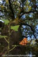 Feathered Thorn Moth (Colotois pennaria) and a mighty Oak Tree.